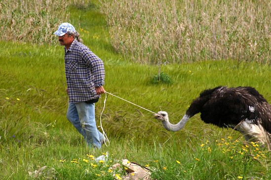 Man and Ostrich