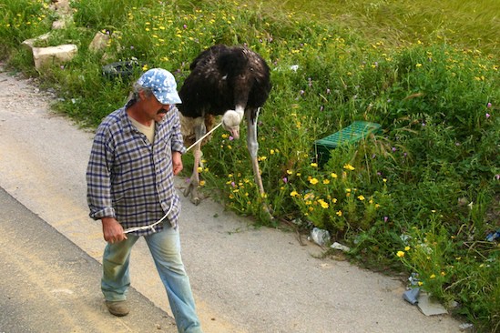 Man and Ostrich