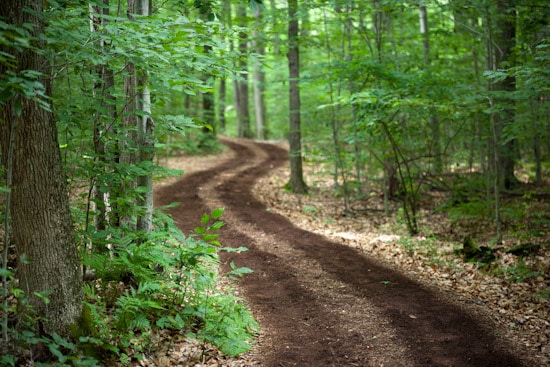 Path Through Sapsucker Woods