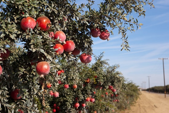 Pomegranate Orchard in Central California