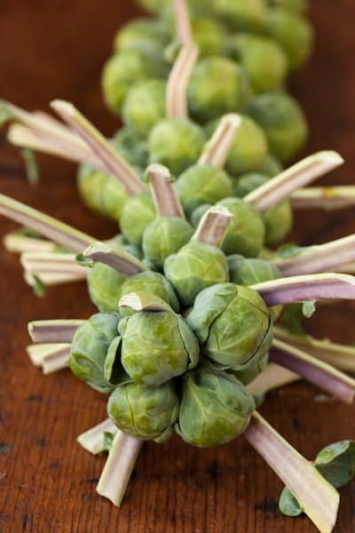 Big Stalk of Brussels Sprouts