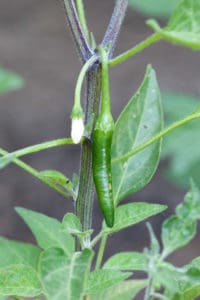 Our First Serrano Chile