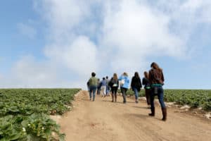 Group walking through the strawberry field