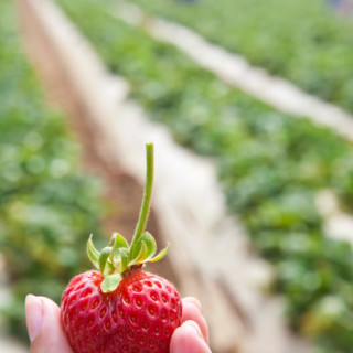 Perfect Strawberry