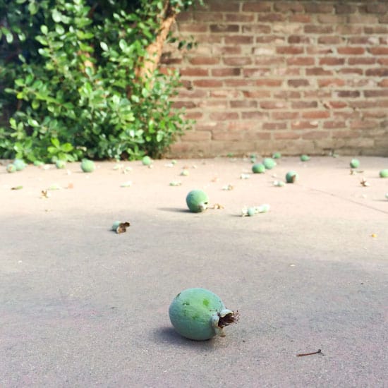 Feijoas or Pineapple Guavas on the Ground