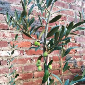 Baby Olive Tree