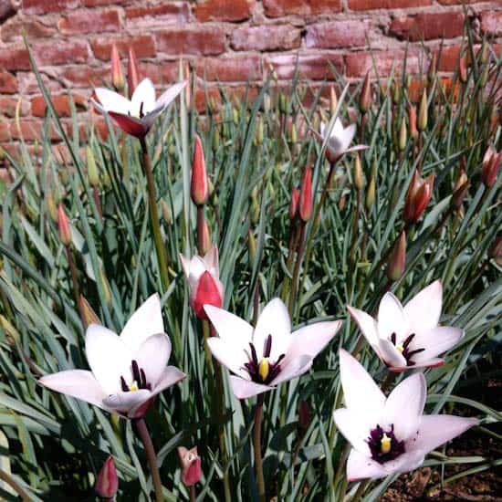 Lady Jane Tulips