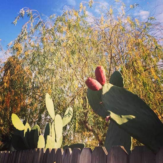 Backyard Cactus