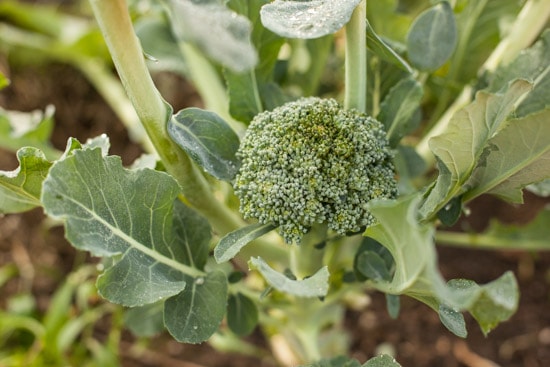 Garden Broccoli at Pinch My Salt